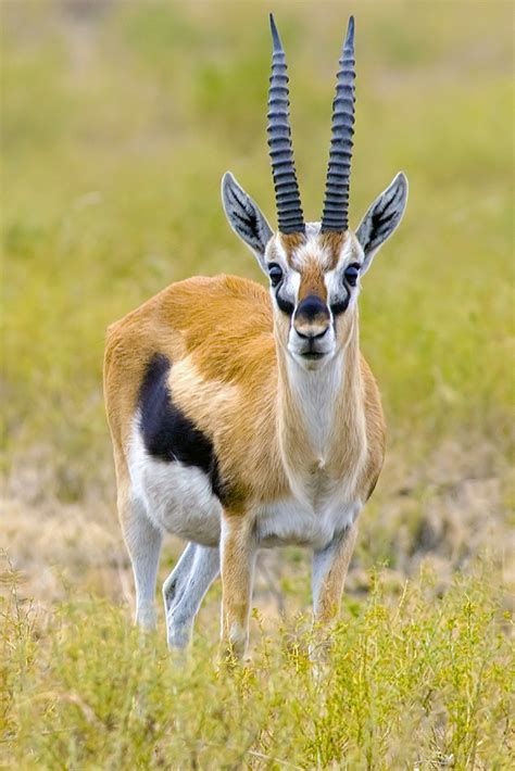 gazelle blanche